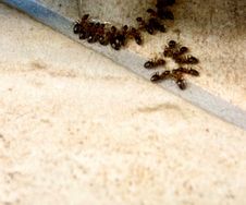 professionelle Ameisenbekämpfung