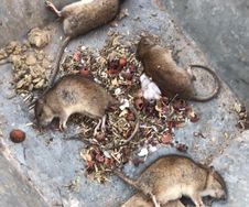 Großraum Rattenbekämpfung